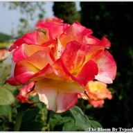 บรรยากาศ The Bloom By TV Pool