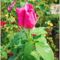 บรรยากาศ The Bloom By TV Pool