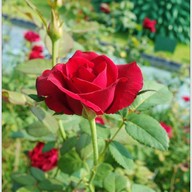 บรรยากาศ The Bloom By TV Pool