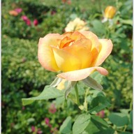 บรรยากาศ The Bloom By TV Pool