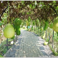 บรรยากาศ The Bloom By TV Pool