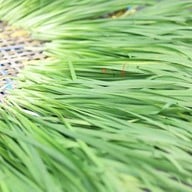 กุ่ยช่ายวันดี