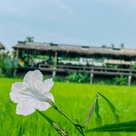 ดูนาคาเฟ่พัทยา