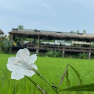 ดูนาคาเฟ่พัทยา