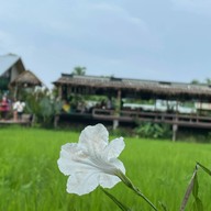 ดูนาคาเฟ่พัทยา