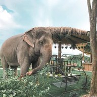 ชิลล์กับช้าง by Elephant Jungle Sanctuary