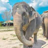 ชิลล์กับช้าง by Elephant Jungle Sanctuary