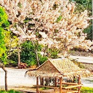 บรรยากาศ Cafe ริมบัว กาญจนบุรี