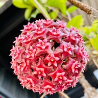 ร้านทีทรี ( T3 TThree )