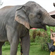 ชิลล์กับช้าง by Elephant Jungle Sanctuary