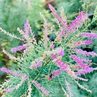 ร้านทีทรี ( T3 TThree )