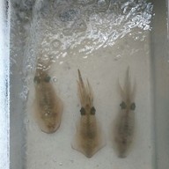 ร้าน4มุมเพลิน สาขา2