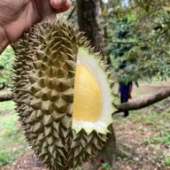 ทุเรียนไทย Organic Thailand จากสวนธรรมชาติ บางเสาธง