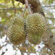 ทุเรียนไทย Organic Thailand จากสวนธรรมชาติ บางเสาธง