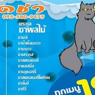 Kudo Cha ( ฟ้าใส )