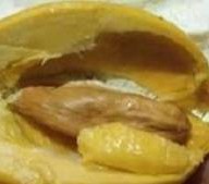 ทุเรียนไทย Organic Thailand จากสวนธรรมชาติ บางเสาธง