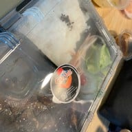 Haruki by Goji sushi ตรงข้ามตลาดบองมาเช่