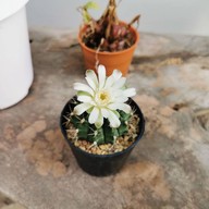 บรรยากาศ I-SUAN HOME CAFE