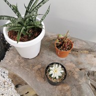 บรรยากาศ I-SUAN HOME CAFE