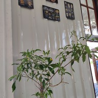 บรรยากาศ Barboon ลพบุรี