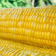 ข้าวโพดต้ม เจ๊หนิง