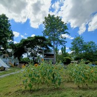 บรรยากาศ Himawari Cafe