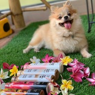 ชานมไต้หวัน Tiger Sugar by Tatar