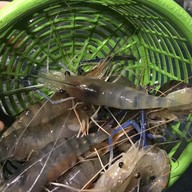 ร้านปูเนื้อปูไข่ มหาชัย
