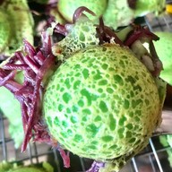 กระเพราพริกแห้งคุณพิม🌶️🌶️ -