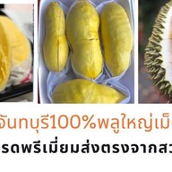 ราชาหมอนทอง(ทุเรียนทั้งปี)