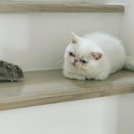 โนบิชา (Nobi Cha) ใกล้สนง.เขตหลักสี่ ซ.แจ้งวัฒนะ10