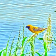 Totti Coffee Suvanabhumi