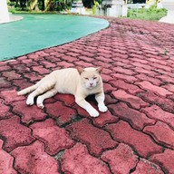 วัดป่าโนนแพง