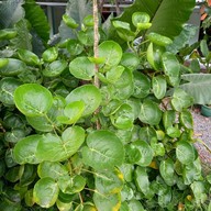 วิสาหกิจชุมชนกลุ่มท่องเที่ยวเชิงเกษตรและวัฒนธรรมบ้านวังหว้า