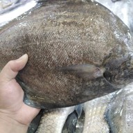 ร้านออยตลาด61ของทะเลสด