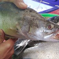 ร้านออยตลาด61ของทะเลสด