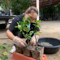 วิสาหกิจชุมชนกลุ่มท่องเที่ยวเชิงเกษตรและวัฒนธรรมบ้านวังหว้า