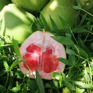 ส้มโอทับทิมสยาม สวนศุภสุขไพศาล