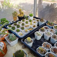 สีชังวิลล่า