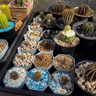 สีชังวิลล่า