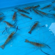 Mango rich and flower By Zamao อยู่สุข28