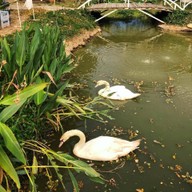 ปางหลวง การ์เด้น