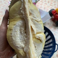 ทุเรียนหมอนทองน้องอันดา