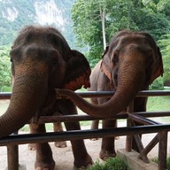 บรรยากาศ The Elephant Camp เขาสก