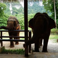 บรรยากาศ The Elephant Camp เขาสก