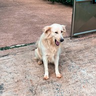 Greenhouse cafe korat