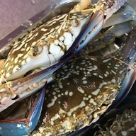 ครัวทีแมงโก้ เพชรบุรี