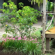 ร้านอาหารตามสั่ง+ข้าวเปียกเส้น