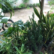 ร้านอาหารตามสั่ง+ข้าวเปียกเส้น