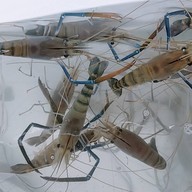 คนชอบกระเพรา